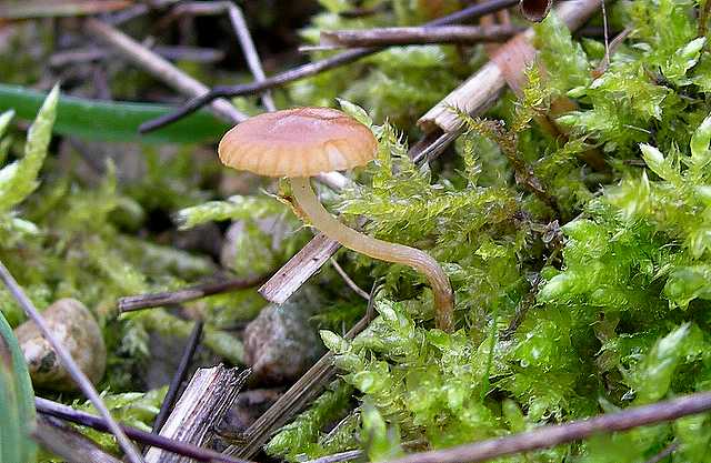 Galerina spec. Cod.DSCN 9065
